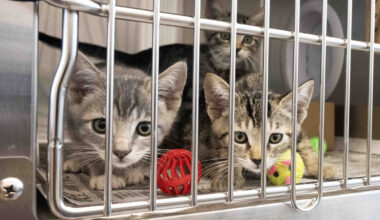 New free and low-cost veterinary care available in Carson – Press Telegram