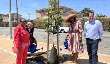 Improvements made to Normandie Avenue median in West Carson – Daily Breeze