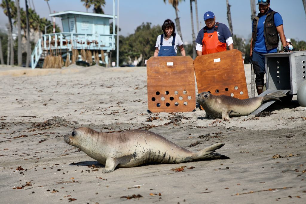 LA County, city working on lifeguard cost-sharing pact for Cabrillo Beach – Press Telegram