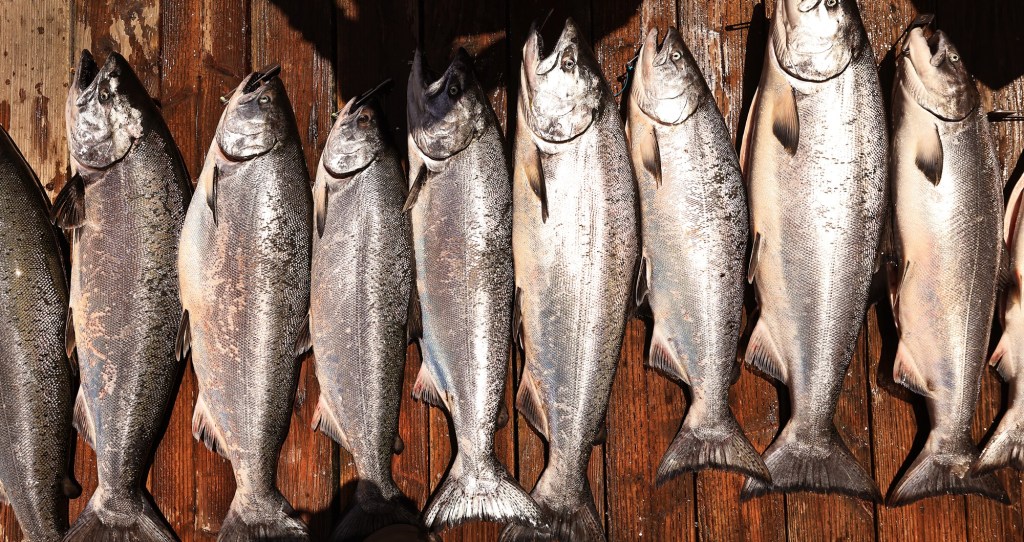 Salmon fishing resumes off California coast for first time since 2022. Here’s what that means – East Bay Times