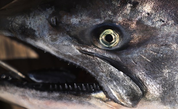 Salmon on a dock at Porto Bodega, Friday, July 10, 2026, caught by a sport fishing group off the waters of Bodega Bay. (Kent Porter / The Press Democrat)