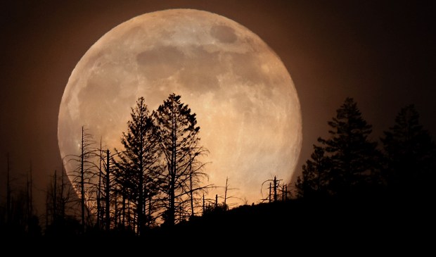 The Cold Moon, the last supermoon of 2025, rises behind the Mayacamas Mountains and Nuns Fire burn scar, Thursday, Dec. 4, 2025 in Glen Ellen. The yellow orange tint is due to a layer of cirrus clouds and smoke particulates trapped under a persistent high pressure ridge. (Kent Porter / The Press Democrat)