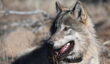 California awards $2 million to 4 organizations to help curb wolf-livestock conflicts