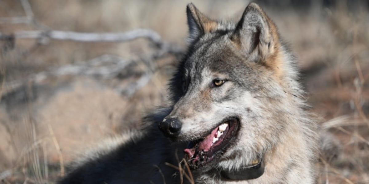 California awards $2 million to 4 organizations to help curb wolf-livestock conflicts