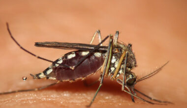 Residents urged to protect against West Nile Virus following first case of the summer