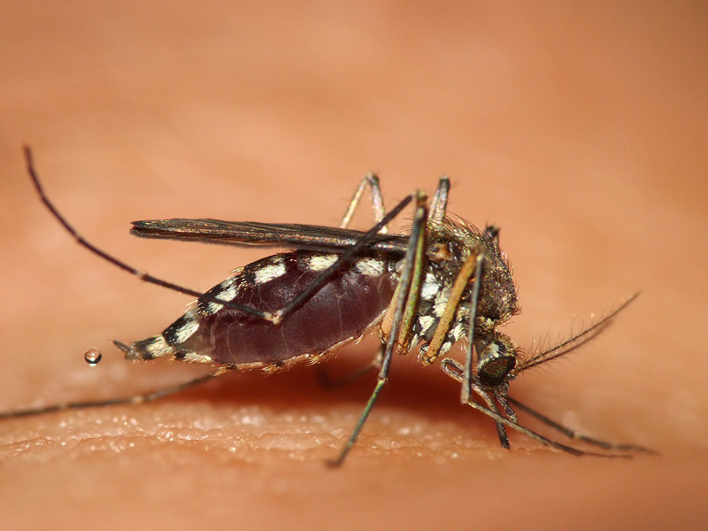 Residents urged to protect against West Nile Virus following first case of the summer
