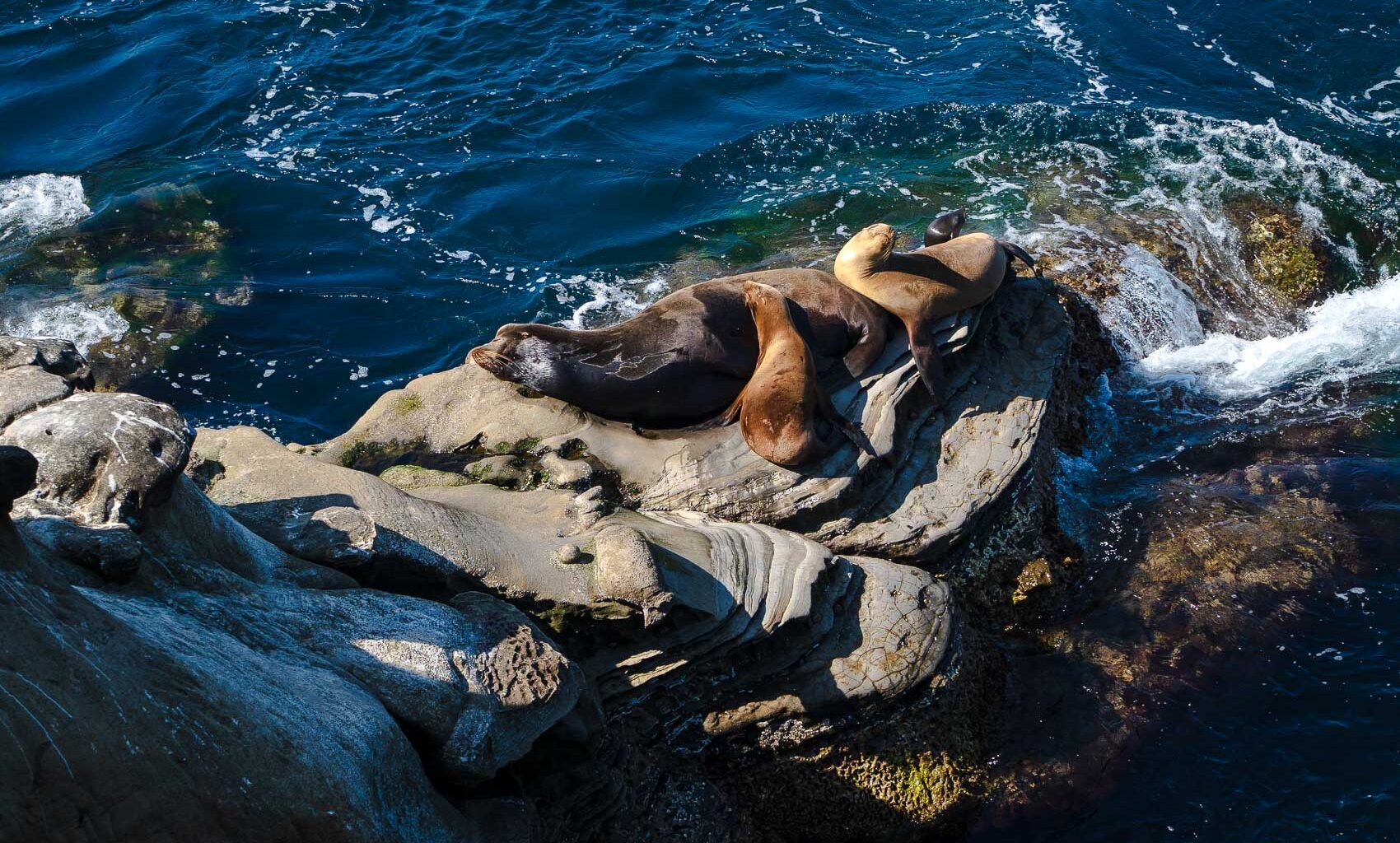 Federal officials investigate video of man kicking sea lion at La Jolla Cove