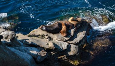 Federal officials investigate video of man kicking sea lion at La Jolla Cove