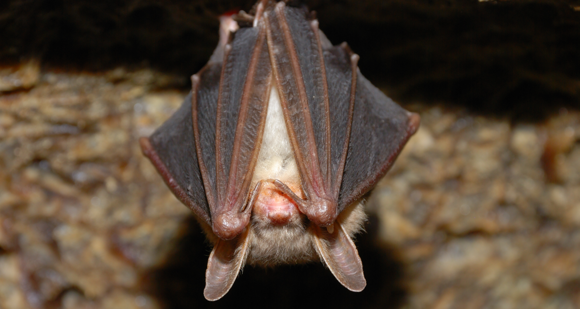bat hanging upside down with wings covering face