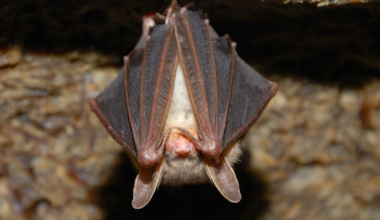 bat hanging upside down with wings covering face