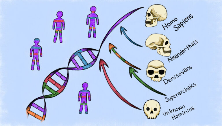 human skulls with arrows pointing to a DNA helix