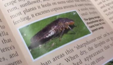 Santa Clara County goes door-to-door to recover more than 1,000 Costco grapevines allegedly linked to invasive pest – NBC Bay Area