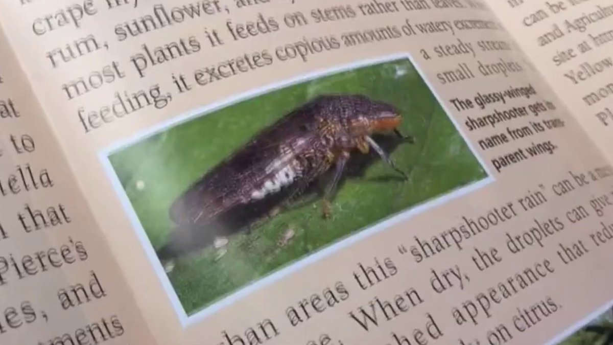 Santa Clara County goes door-to-door to recover more than 1,000 Costco grapevines allegedly linked to invasive pest – NBC Bay Area