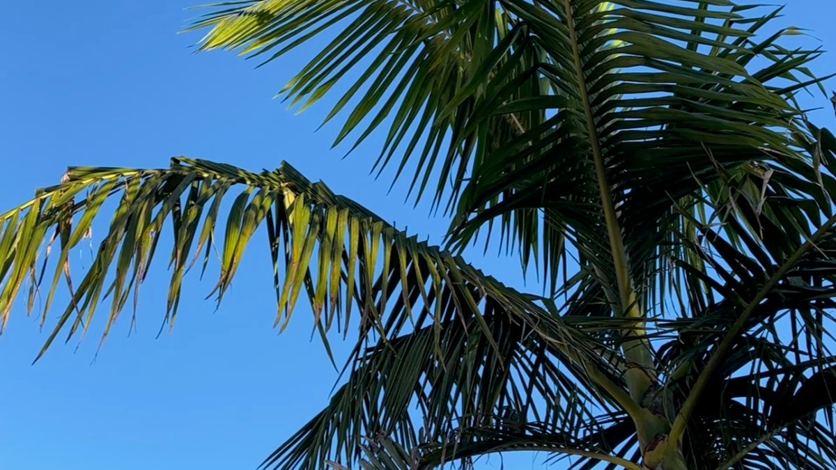 Monsoonal moisture continues to bring hot, humid weather for San Diego – NBC 7 San Diego