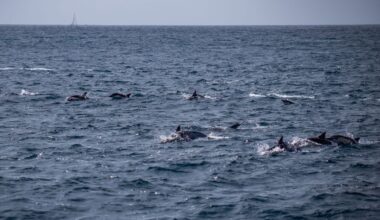 Take an educational whale watching tour with Aquarium of the Pacific naturalists