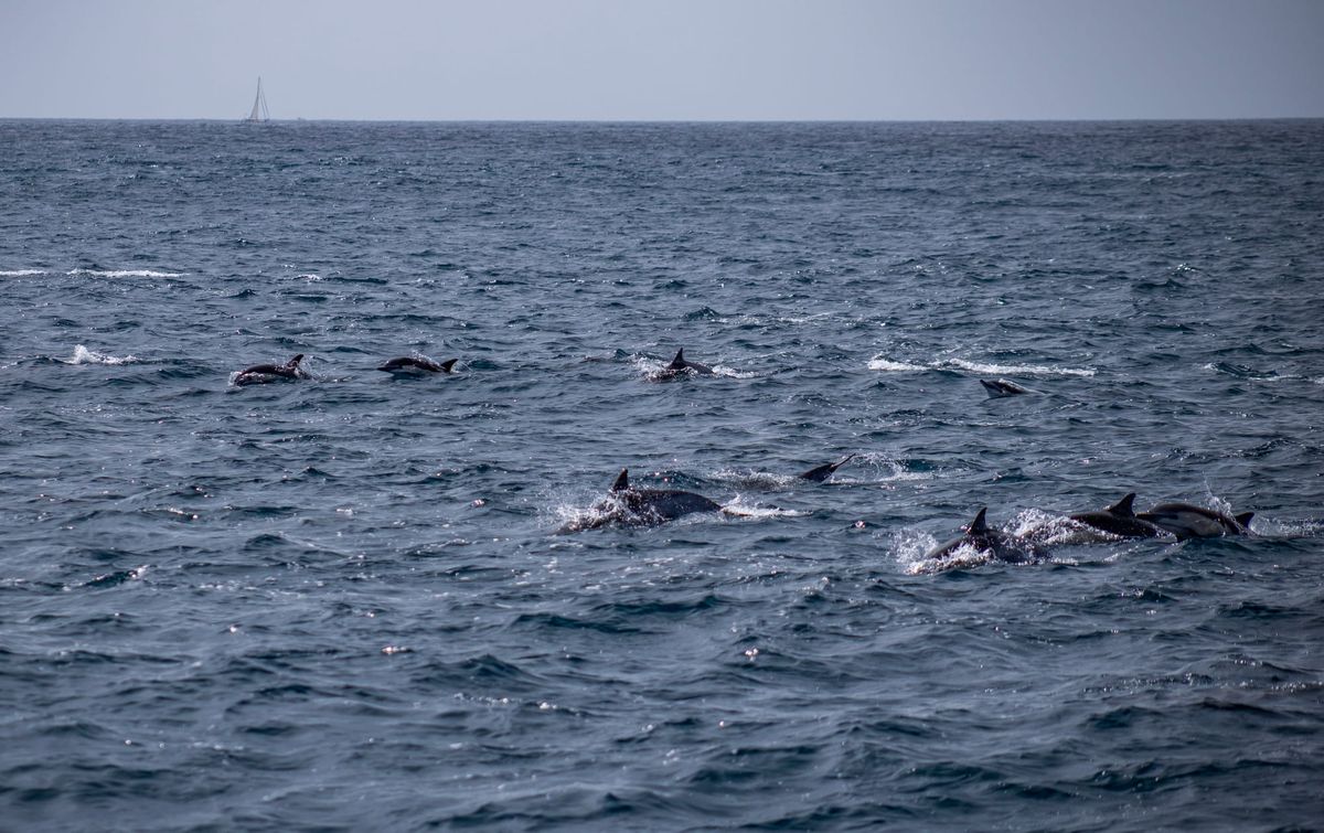 Take an educational whale watching tour with Aquarium of the Pacific naturalists
