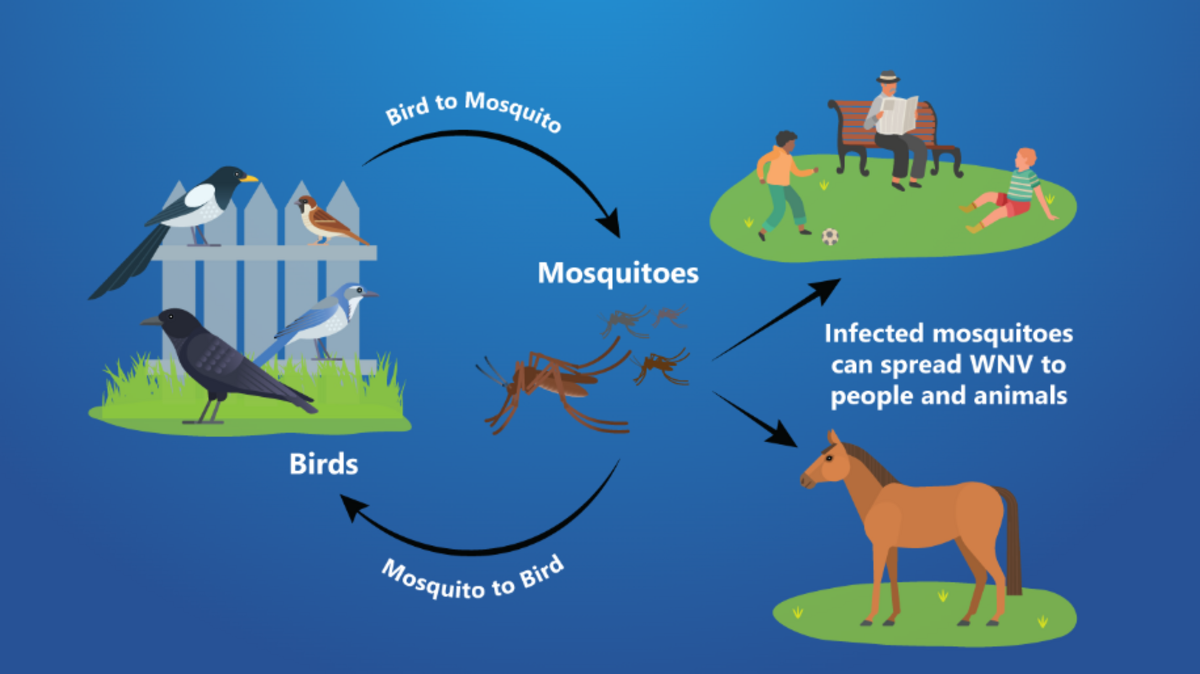 First West Nile human cases confirmed in four counties in the Valley