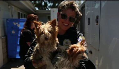 Want a Yorkie? How about a huskie? San Diego Humane Society has too many