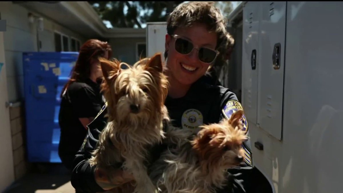 Want a Yorkie? How about a huskie? San Diego Humane Society has too many