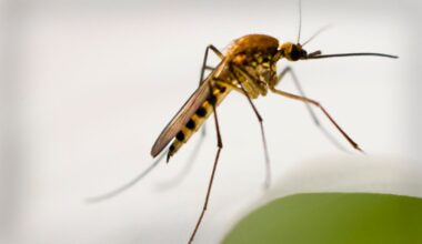 Caution: West Nile virus found in mosquitos in San Carlos area – NBC 7 San Diego