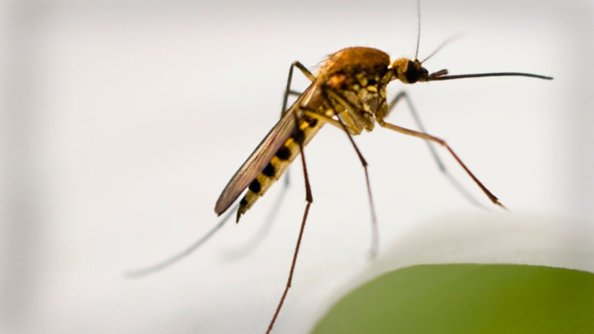 Caution: West Nile virus found in mosquitos in San Carlos area – NBC 7 San Diego
