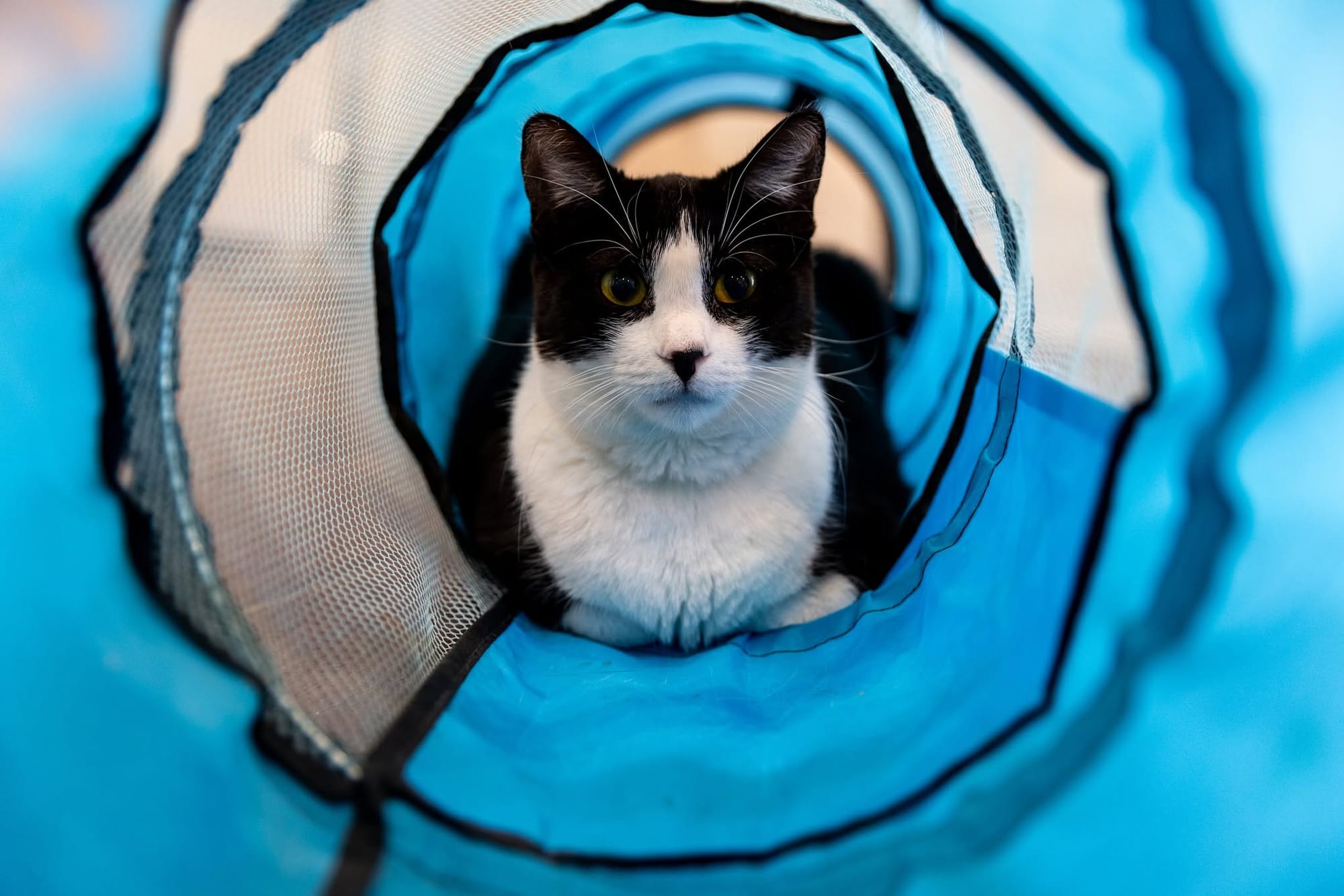 A sweet black and white cat rests in a bright blue and white fabric tunnel.