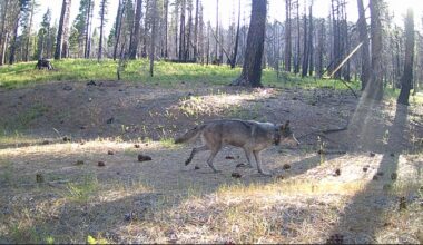 Sunlit pine forest floor with scattered pinecones and a gray wolf. The wolf was caught on a game camera in Northeastern California. (Tina Saitone / UC Davis)