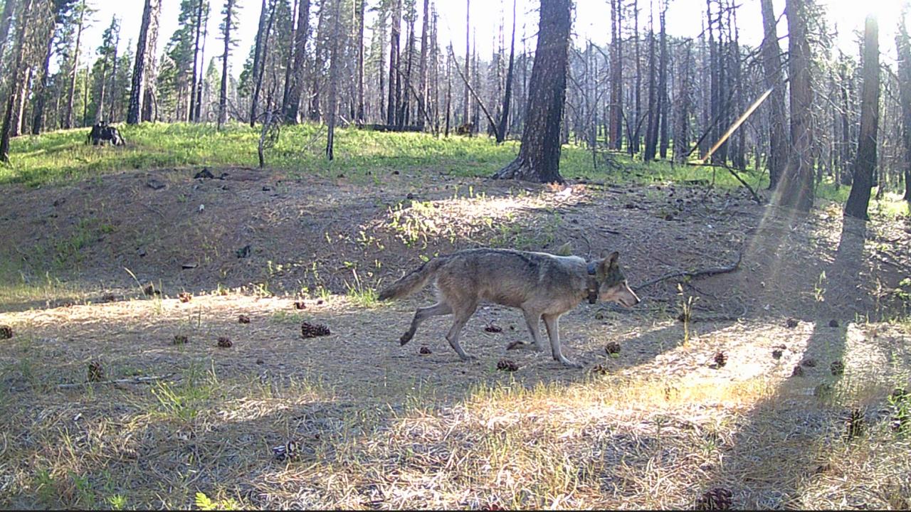 Sunlit pine forest floor with scattered pinecones and a gray wolf. The wolf was caught on a game camera in Northeastern California. (Tina Saitone / UC Davis)