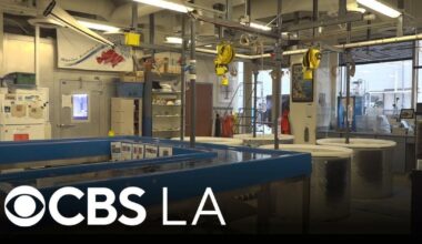 Long Beach State's Shark Lab hosting its annual open house this Satuday