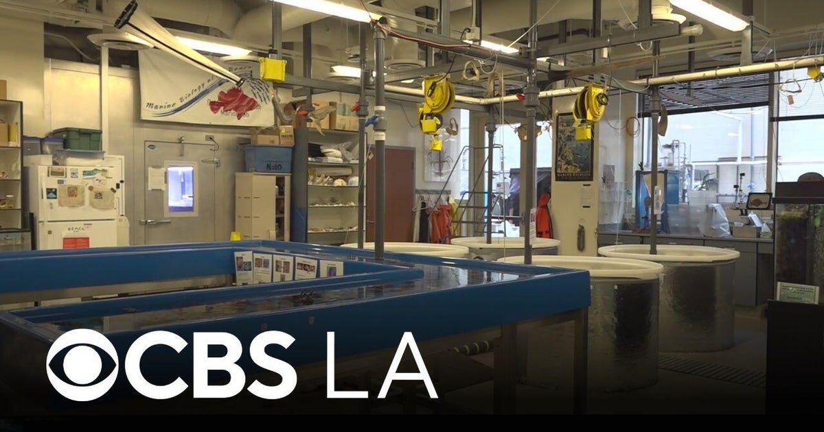 Long Beach State's Shark Lab hosting its annual open house this Satuday