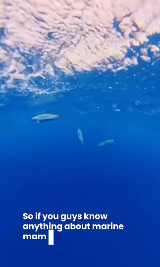 Dolphins Dolphins