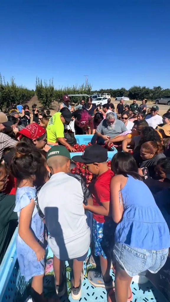 Videos and pictures from the giveaway show it’s been a huge success. TikTok/ No Nectarines Wasted