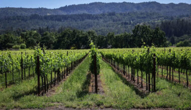 How a new law aimed at easing California wine crisis was smothered at the 11th hour