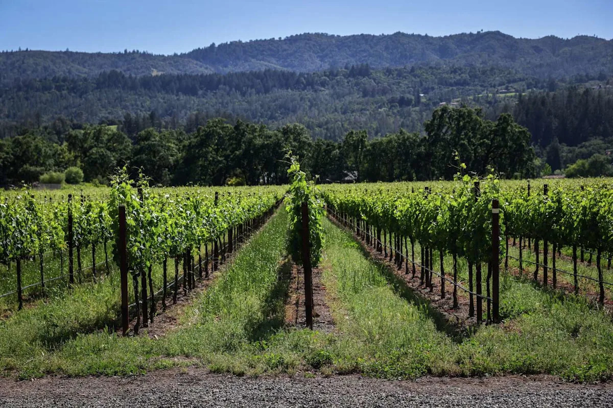 How a new law aimed at easing California wine crisis was smothered at the 11th hour