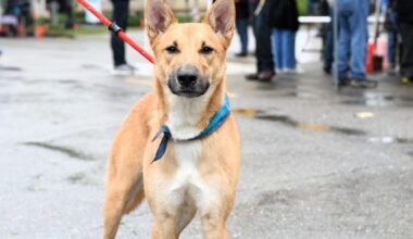 Sacramento updates household pet ordinance to allow up to four licensed dogs