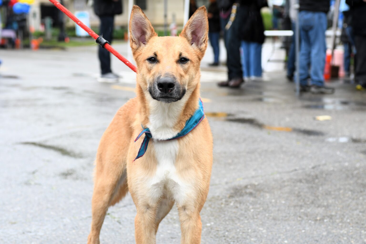 Sacramento updates household pet ordinance to allow up to four licensed dogs