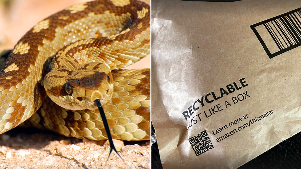 Rattlesnake found hiding under Amazon package bites California girl
