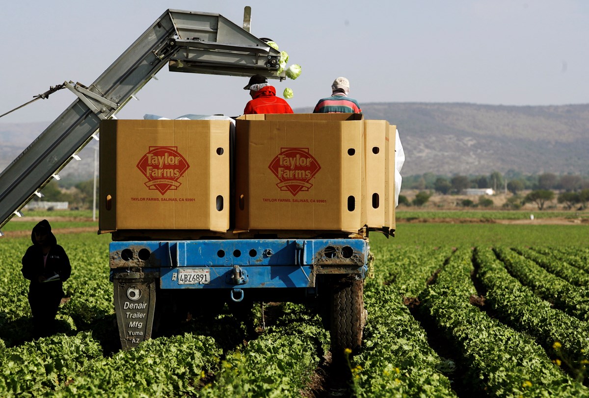 Workers pack lettuces at a Taylor Farms field in the town of Doctor Mora, on the central state of Guanajuato, Mexico, Wednesday, March 26, 2008.