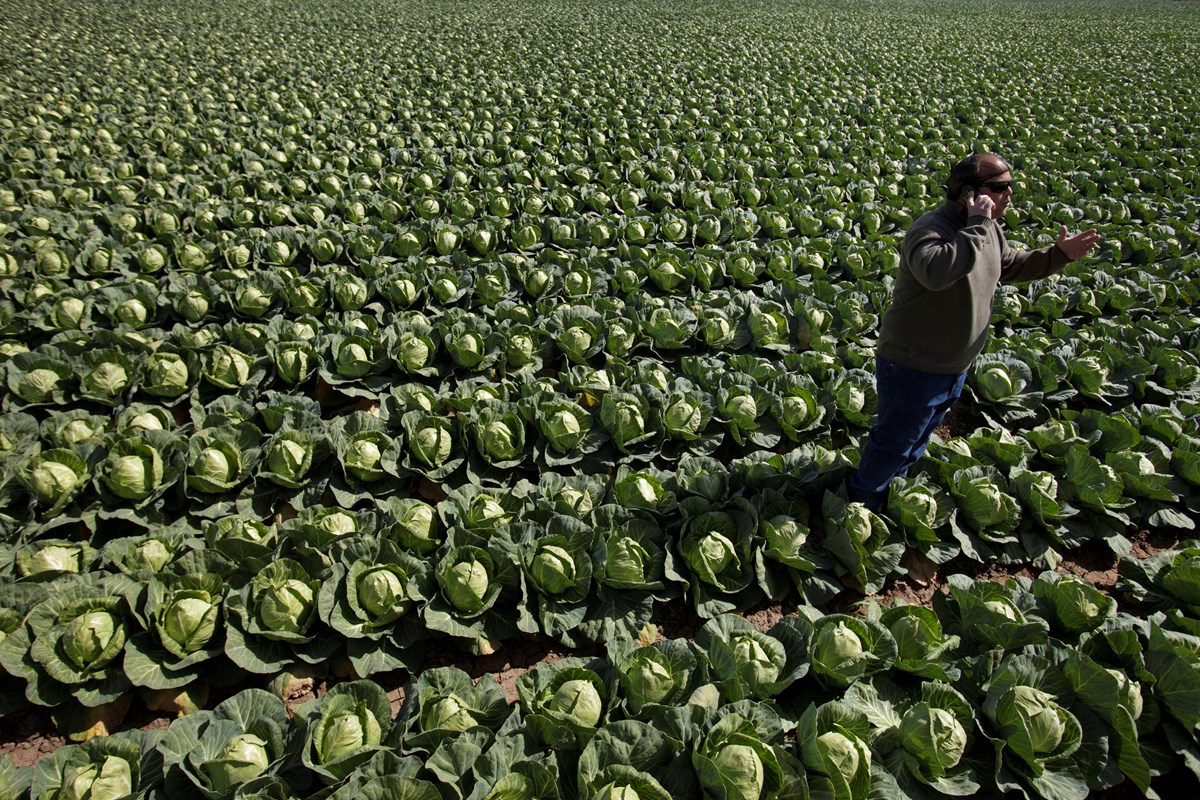 In this March 7, 2012 photo, farmer Jack Vessey talks on his cellphone in the middle of his lettuce field near Holtville, Calif.