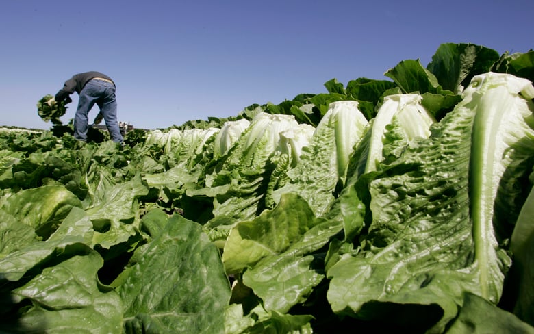 In this Aug. 16, 2007 file photo, a worker harvests romaine lettuce in Salinas, Calif. (AP Photo/Paul Sakuma, File)