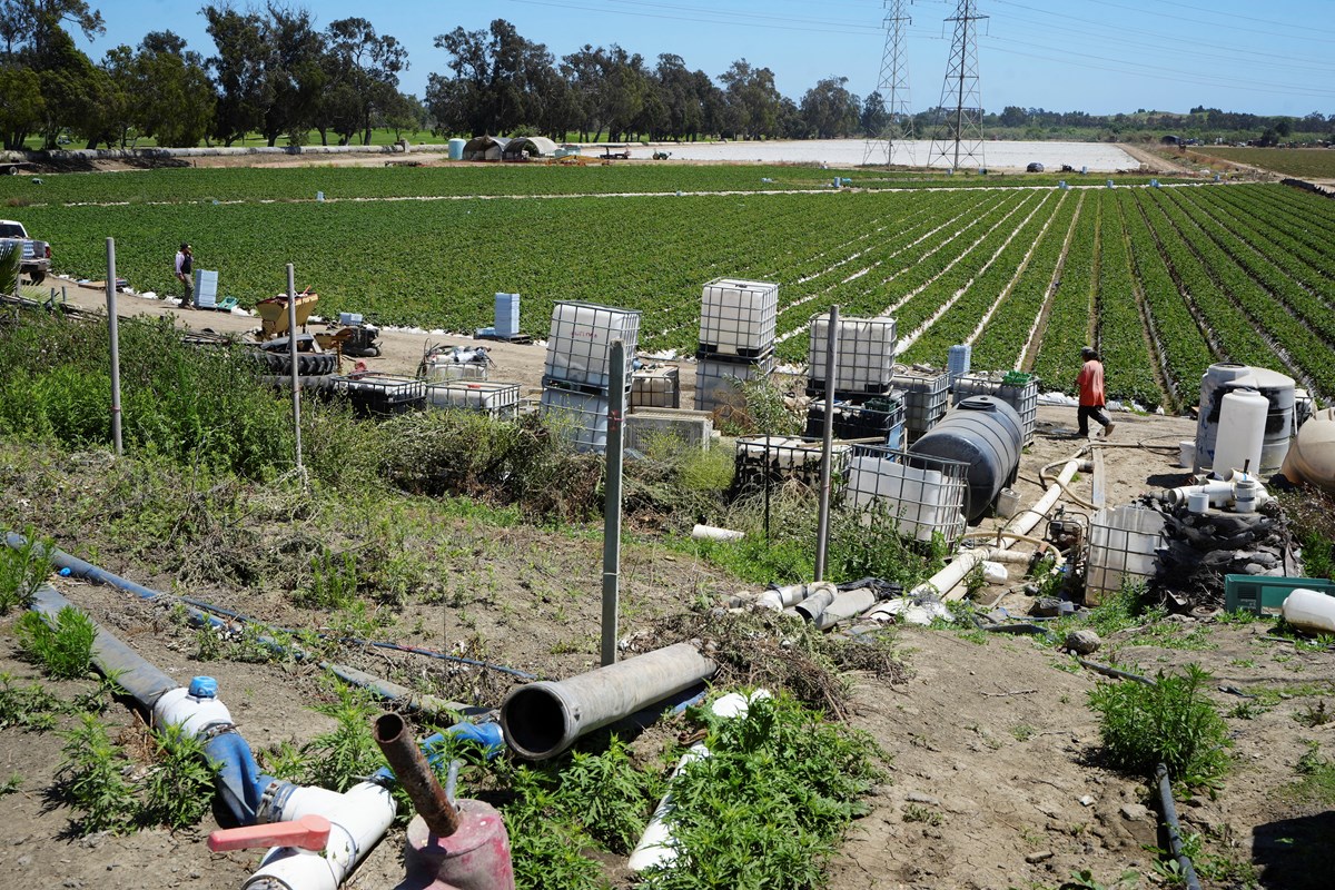 Farm workers work at a strawberry field in Oxnard, Calif., on Wednesday, June 18, 2025.