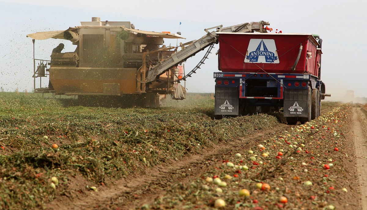 In this June 25, 2013, file photo, a mechanical harvester picks tomatoes in the Westlands Water District near Five Points, Calif.