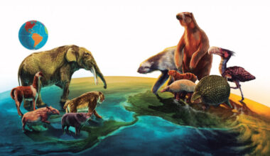 two groups of animals standing on miniature representations of North and South America