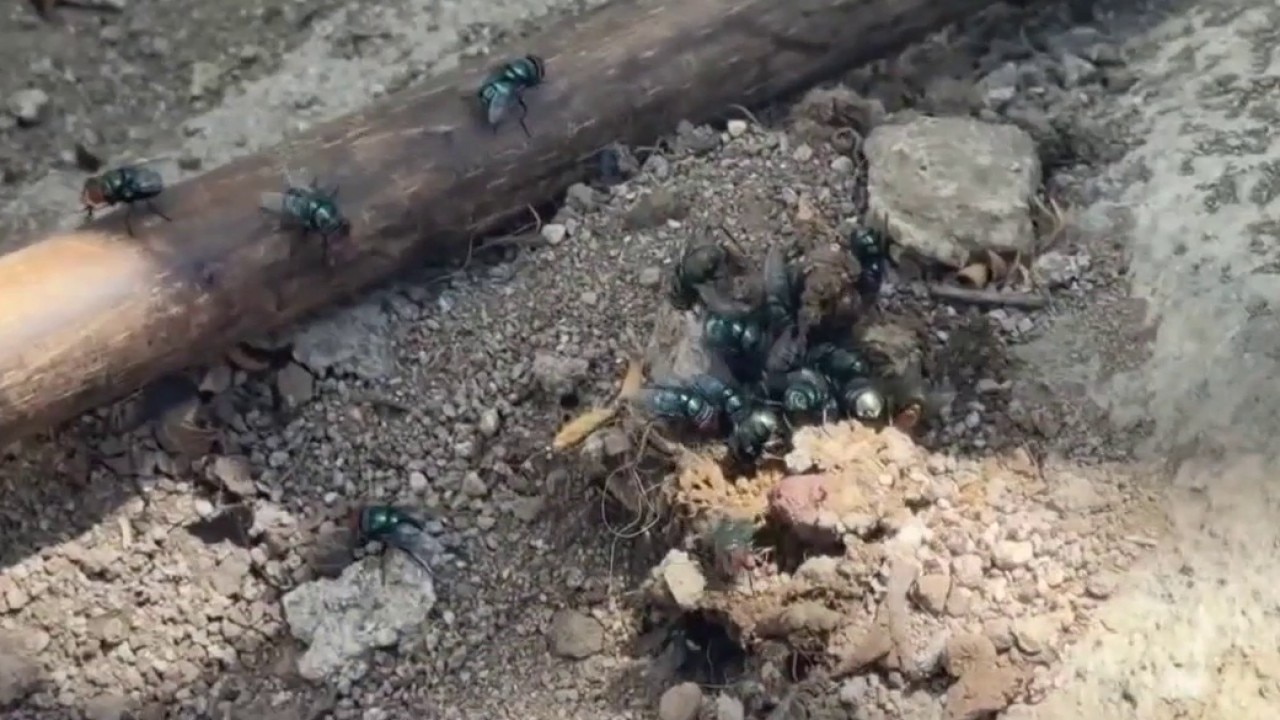 Residents demand answers amid fly infestation [PREV. COVERAGE]