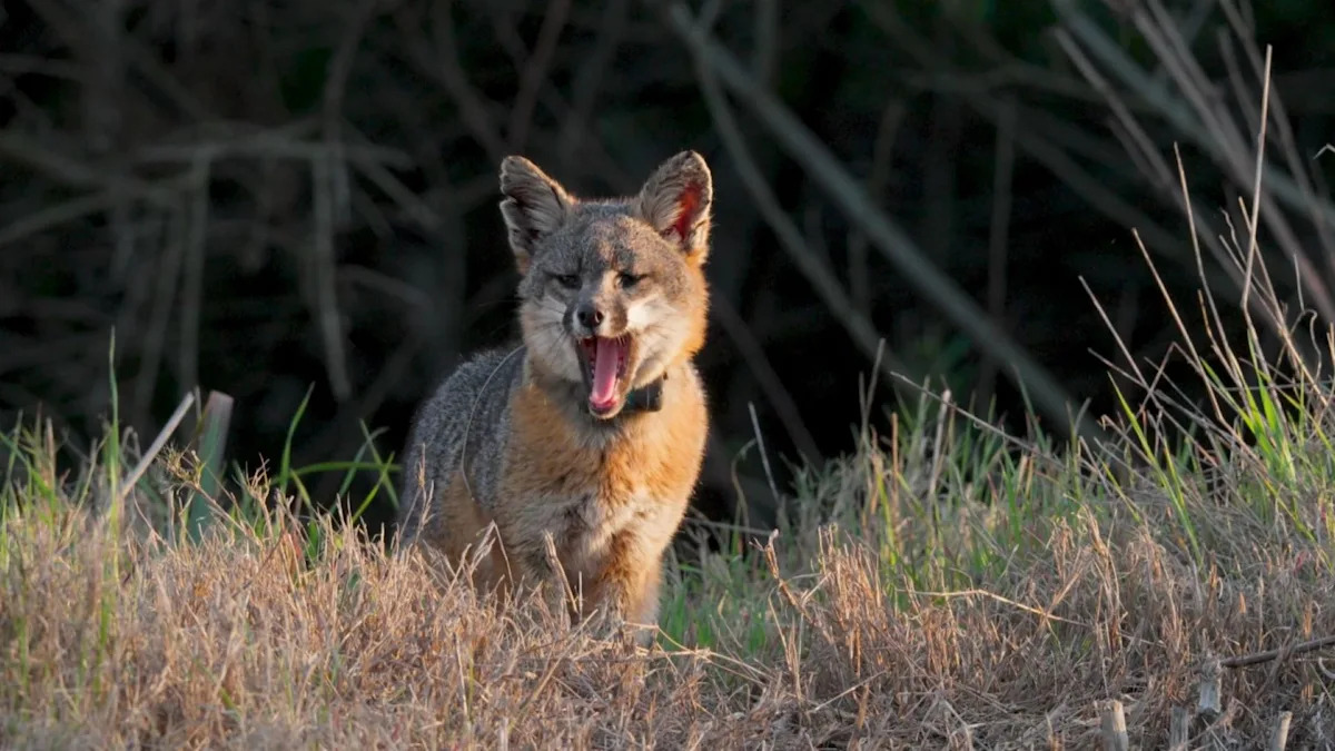 California's Catalina Island foxes are back from the brink, but cars are killing them