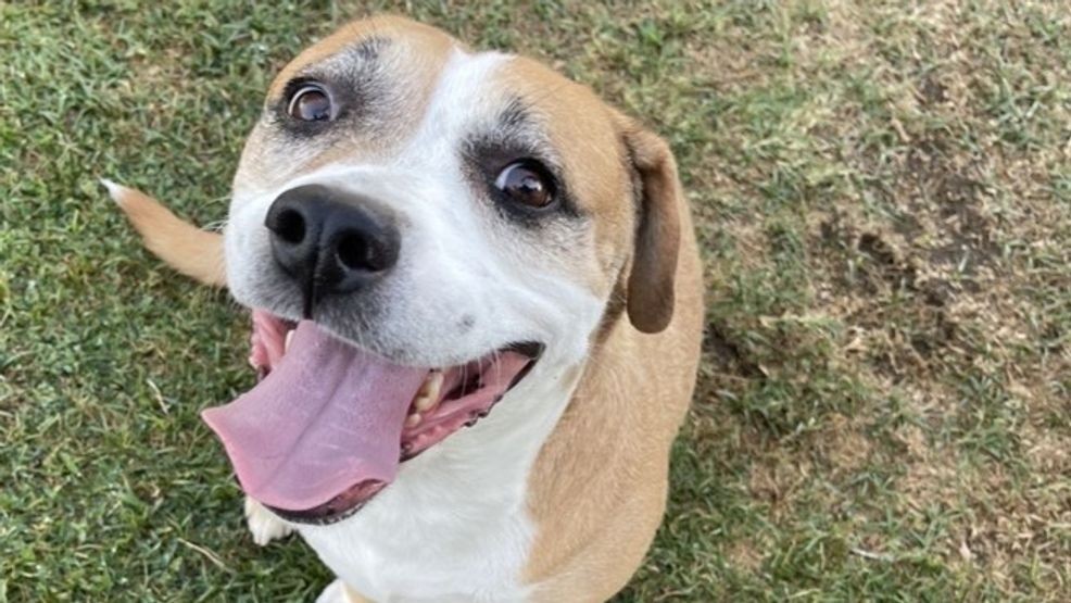 Pet of the Week, Carmen (KBAK/KBFX)