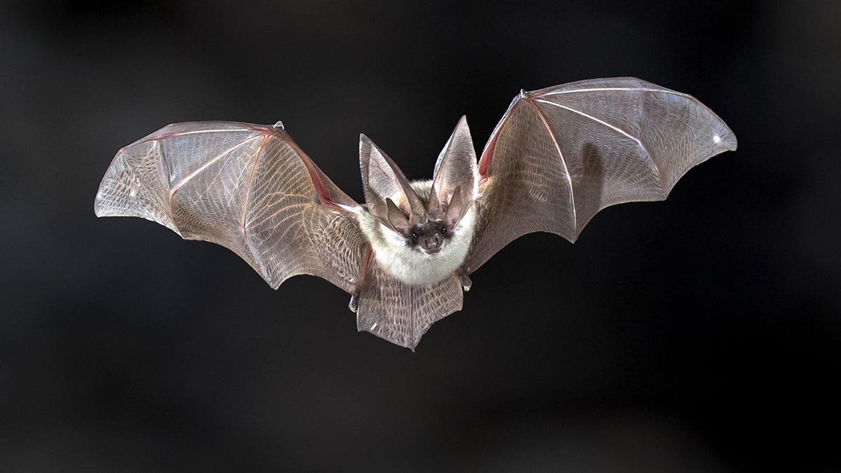 Grey long-eared bat flying against dark background.
