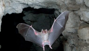 Health officials warn of rabies after bat lands on table at Vista restaurant – NBC 7 San Diego