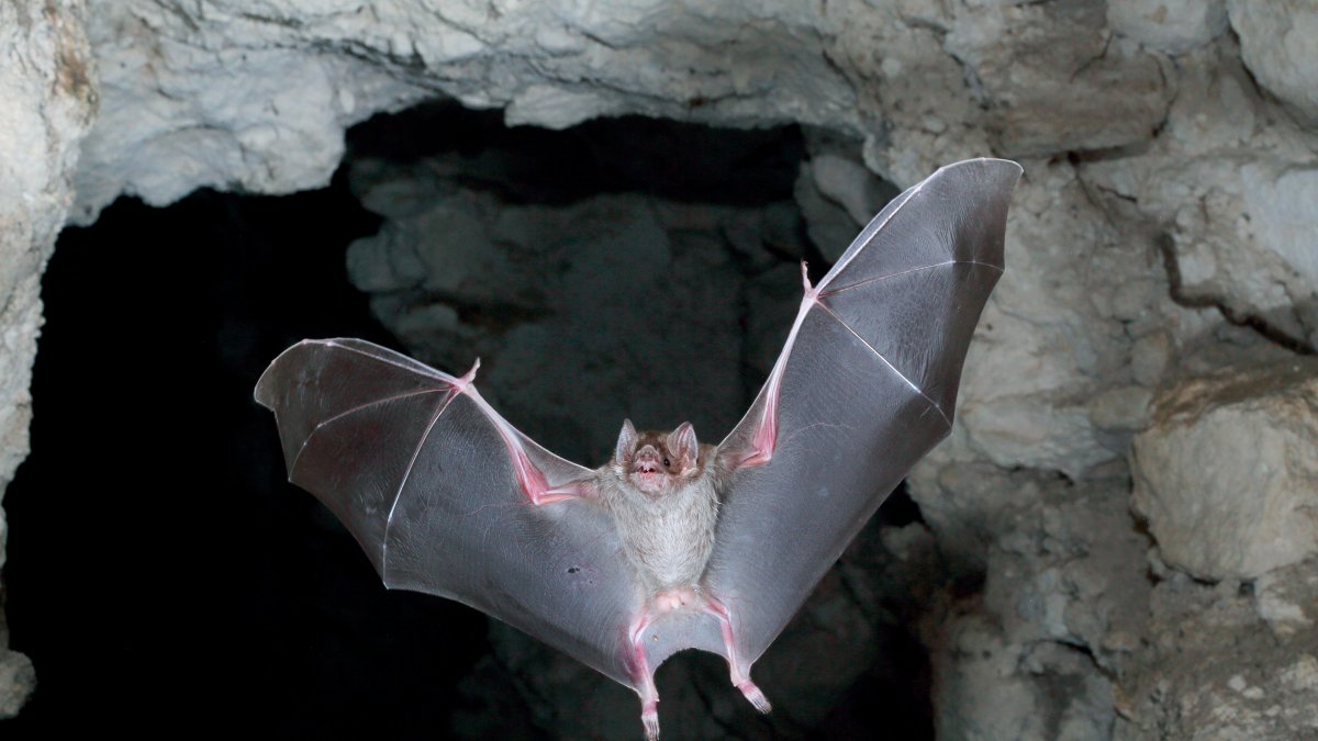 Health officials warn of rabies after bat lands on table at Vista restaurant – NBC 7 San Diego