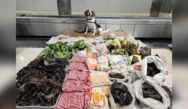 99 pounds of lizard parts, raw meat, and plants from Thailand seized at Los Angeles port